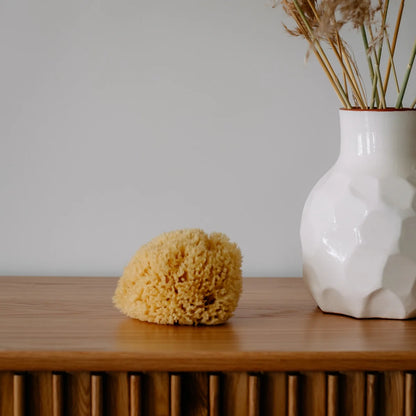 Yellow sponge and white vase with dried plants on a wooden surface