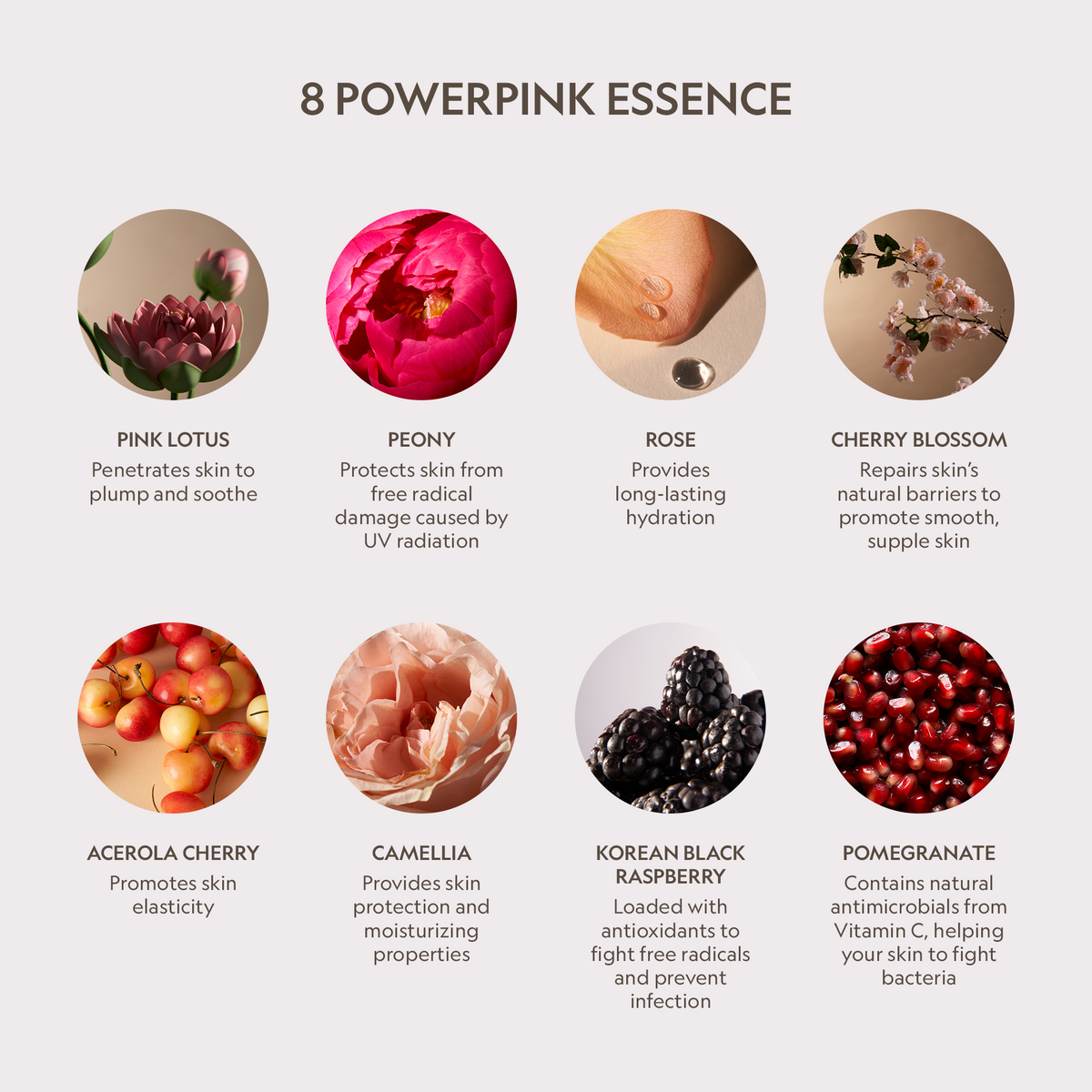 Pink Lotus Peptide Renewal Face Cream, Power Pink essence detail